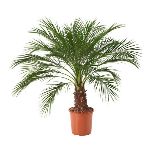 Phoenix roebelenii PHOENIX ROEBELENII Potted plant Pygmy date palm 24 cm IKEA