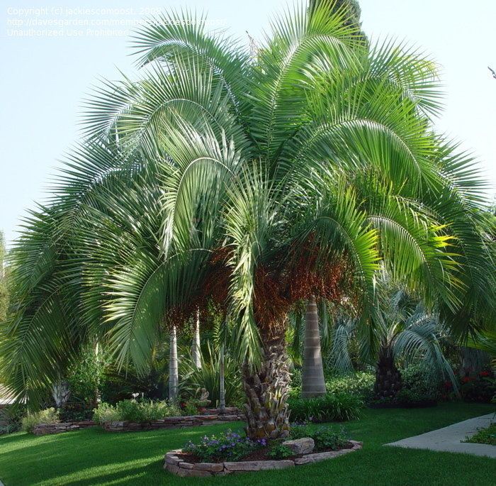 Phoenix rupicola Palms and Cycads Phoenix Rupicola 1 by jackiescompost