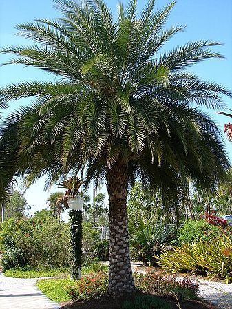 Phoenix sylvestris Phoenix sylvestris Palmpedia Palm Grower39s Guide