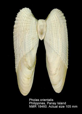 Pholas HomeNATURAL HISTORY MUSEUM ROTTERDAM Mollusca Bivalvia