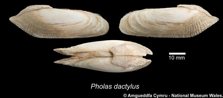 Pholas dactylus Pholas dactylus Linnaeus 1758 Marine Bivalve Shells of the