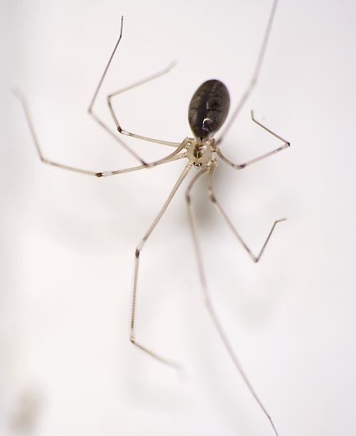 Pholcus Nick39s Spiders Pholcus phalangioides
