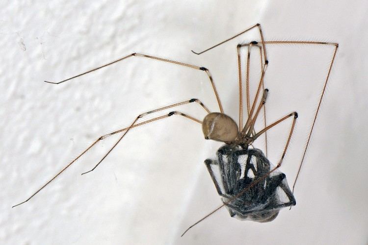 Pholcus Pholcus phalangioides Longbodied Cellar Spider