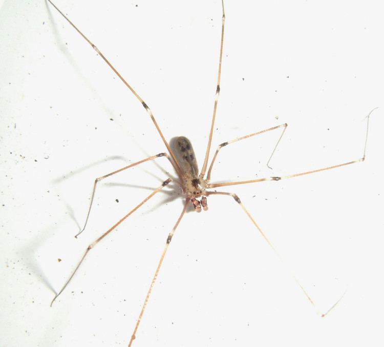 Pholcus phalangioides Daddy Longlegs Spider Pholcus phalangioides NatureSpot