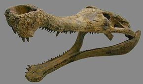 Pholidosauridae httpsuploadwikimediaorgwikipediacommonsthu