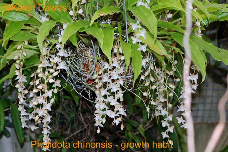 Pholidota (plant) Coelogynescom
