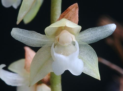 Pholidota (plant) Pholidotachinensisjpg