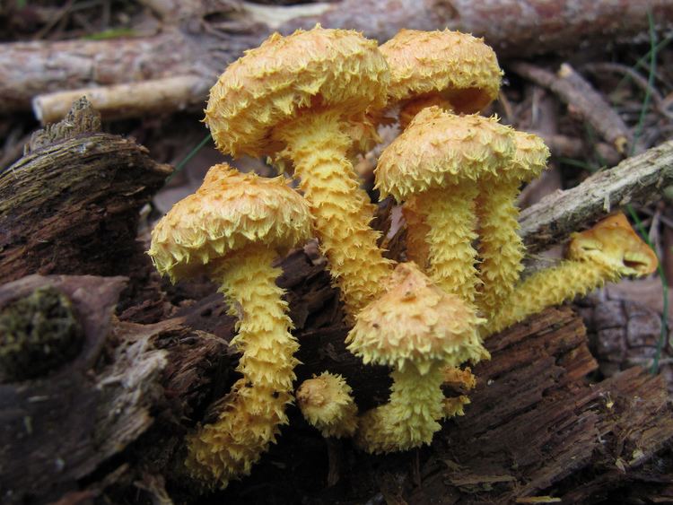 Pholiota flammans Pholiota flammans It is more bright yellow than the pictur Flickr