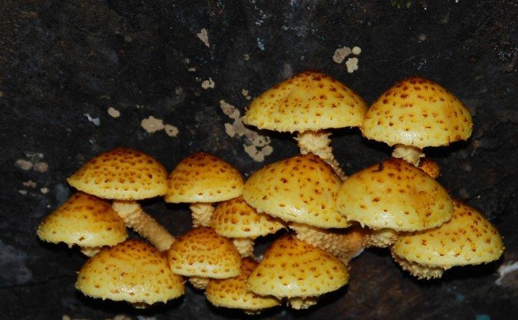 Pholiota limonella DC Galiano Island Pholiota limonella perhaps Bridge Lake Photo Group