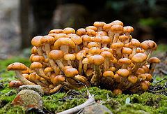 Pholiota malicola httpsuploadwikimediaorgwikipediacommonsthu