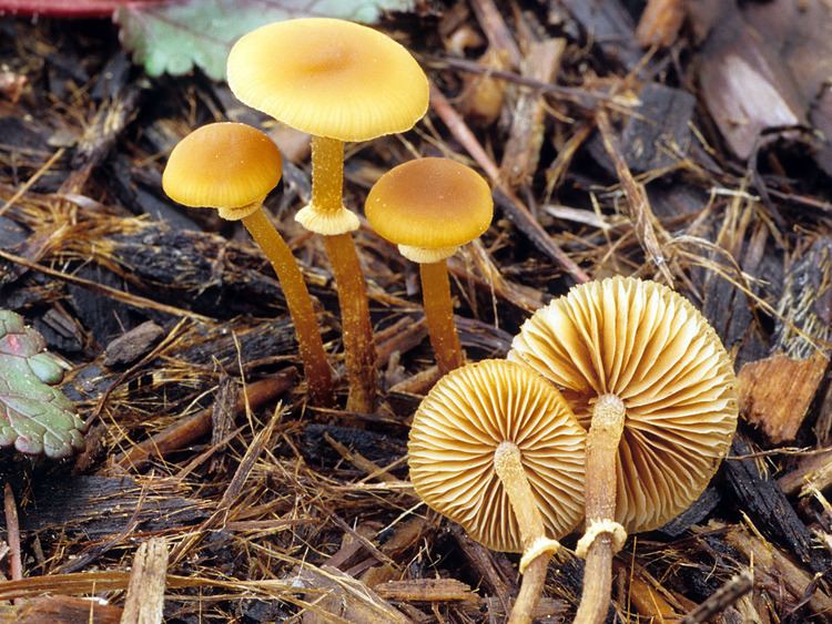 Pholiotina California Fungi Pholiotina rugosa