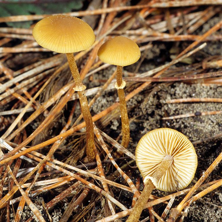 Pholiotina California Fungi Pholiotina rugosa