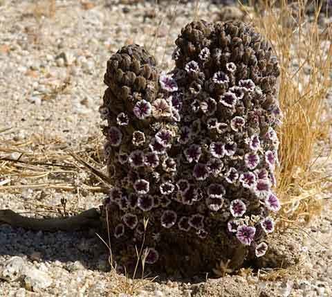 Pholisma arenarium Sand Plant Pholisma arenarium