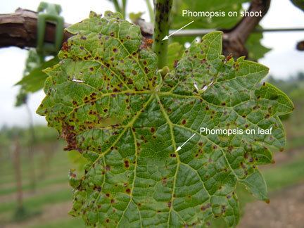 Phomopsis Phomopsis on grape What39s happening in the field Missouri State