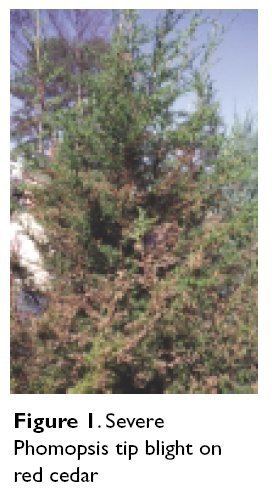 Phomopsis blight of juniper ACES Publications Plant Disease Notes Phomopsis Blight of