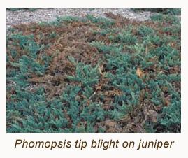 Phomopsis blight of juniper Phomopsis Blight Focus on Plant Problems U of I Extension