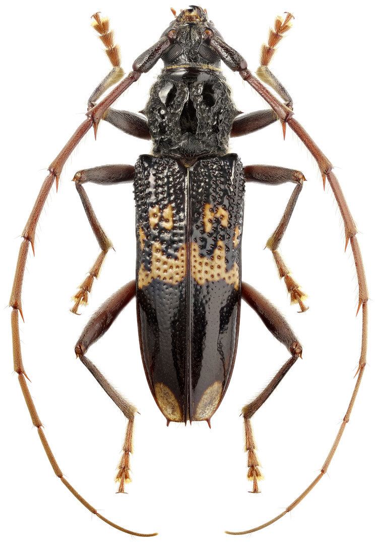 Phoracantha semipunctata Phoracantha semipunctata F 1775 Cerambycidae