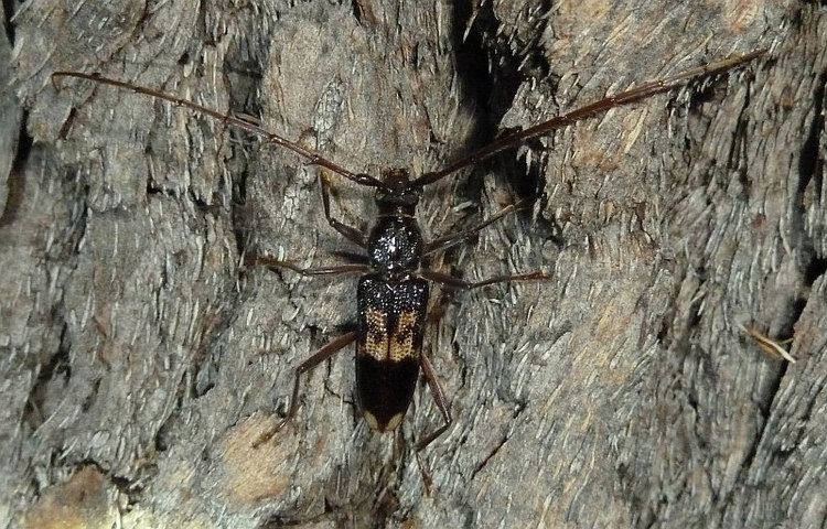 Phoracantha semipunctata Phoracantha semipunctataFriends of Queens Park Bushland Friends of