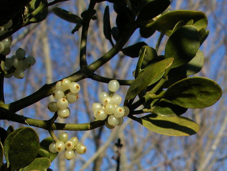 Phoradendron Phoradendron leucarpum Oak mistletoe Discover Life