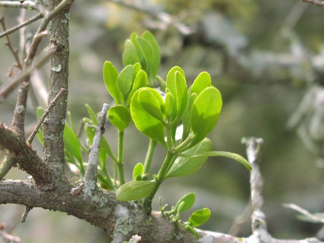Phoradendron Phoradendron tomentosum