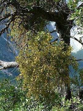 Phoradendron Phoradendron Wikipedia la enciclopedia libre