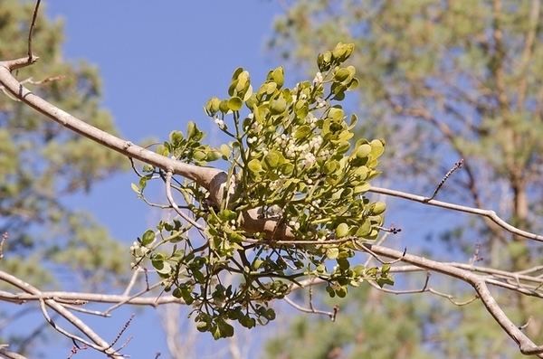Phoradendron leucarpum P serotinum
