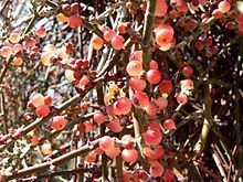 Phoradendron californicum httpsuploadwikimediaorgwikipediacommonsthu