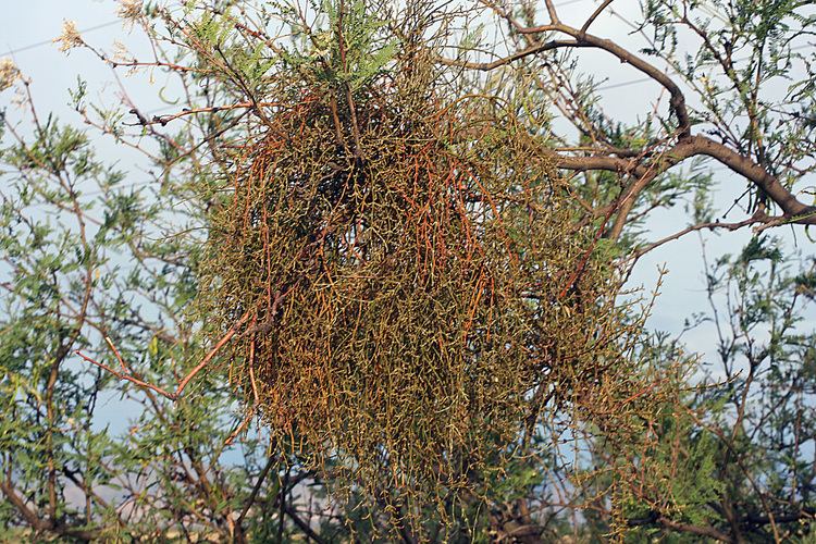 Phoradendron californicum Vascular Plants of the Gila Wilderness Phoradendron californicum