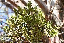 Phoradendron densum httpsuploadwikimediaorgwikipediacommonsthu