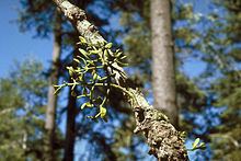 Phoradendron pauciflorum httpsuploadwikimediaorgwikipediacommonsthu