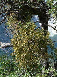 Phoradendron villosum httpsuploadwikimediaorgwikipediacommonsthu