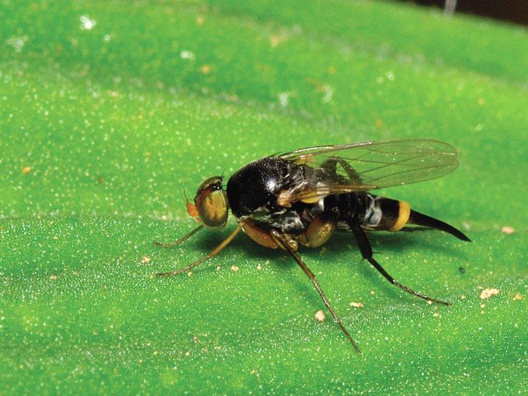 Phoridae Phoridae Zurqui AllDiptera Biodiversity Inventory