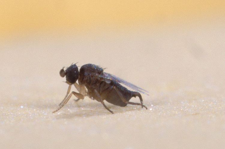 Phoridae Phoridae Wikipedia