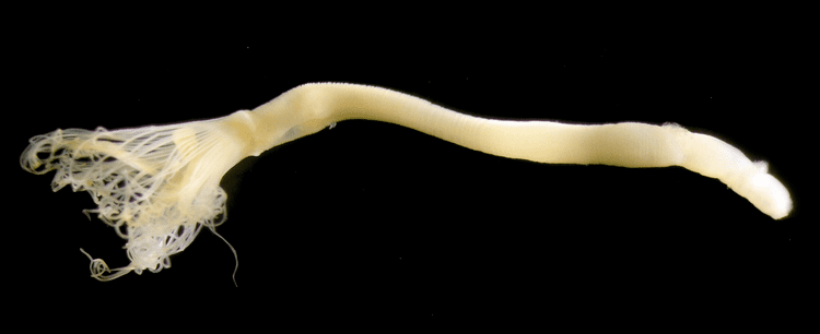 Phoronis WoRMS Photogallery