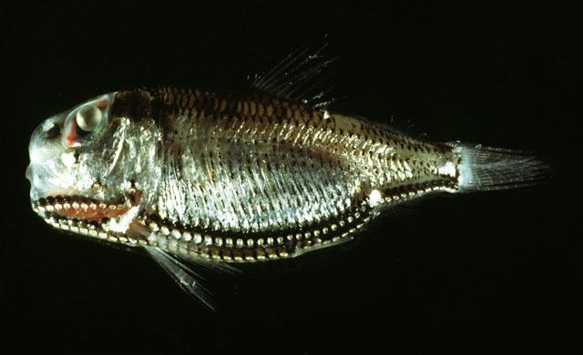 Phosichthyidae Fish Identification