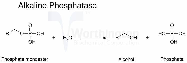 Phosphatase wwwworthingtonbiochemcombapimagesreactionjpg