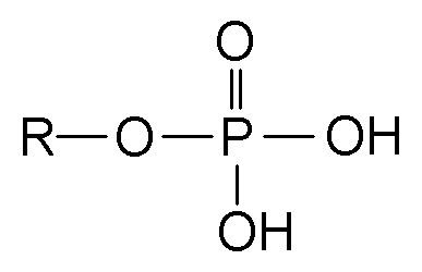 Phosphate Hypophosphatemia Wikipedia