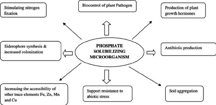 Phosphate solubilizing bacteria Role of phosphate solubilizing bacteria in plant growth and