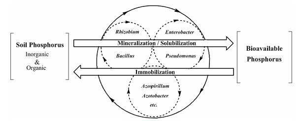 Phosphate solubilizing bacteria PSB Phosphorus Solubilizing Bacteria