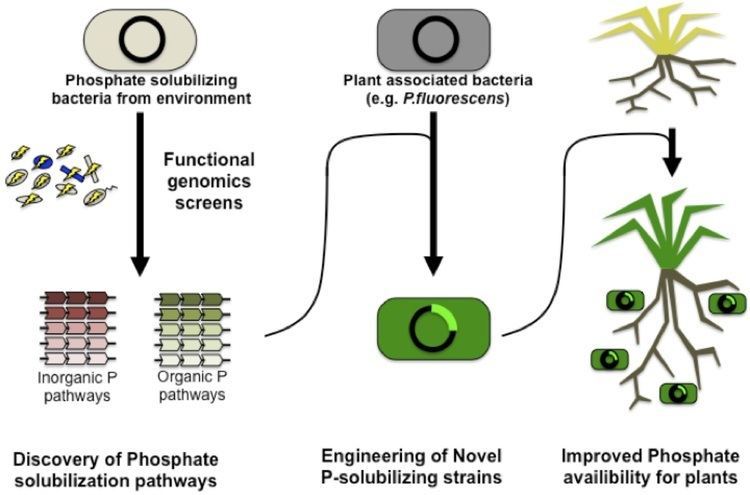 Phosphate solubilizing bacteria Engineering phosphate solubilizing plantassociated bacteria