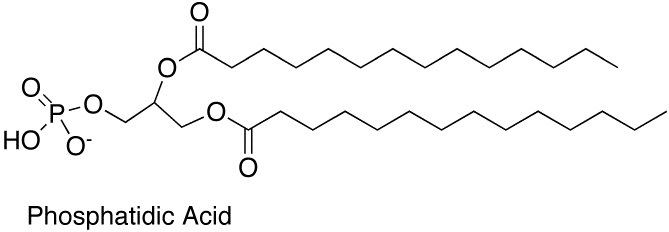 Phosphatidic acid httpscdnmuscleandstrengthcomsitesdefaultfi