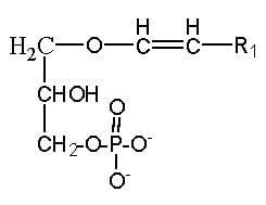 Phosphatidic acid phospholipidsPA