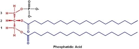 Phosphatidic acid BCH 4053 Biochemistry I