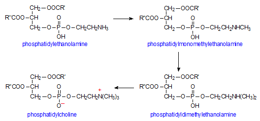 phosphatidylcholine chemical structure