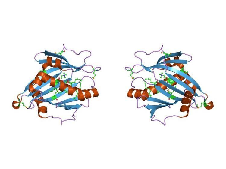 Phosphatidylcholine transfer protein