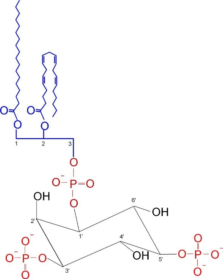 Phosphatidylinositol 3,5-bisphosphate httpsuploadwikimediaorgwikipediacommonsbb