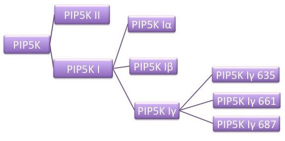 Phosphatidylinositol-4-phosphate 5- kinases (PIP5K) in neuronal development