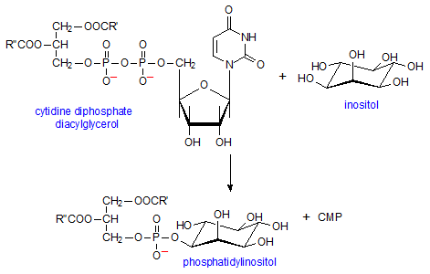 Phosphatidylinositol Phosphatidylinositol and Related Lipids AOCS Lipid Library