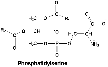 Phosphatidylserine Phosphatidylserine Reviews Ingredients Dosage amp Side Effects