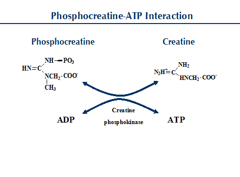 Phosphocreatine Work and Energy in Muscles